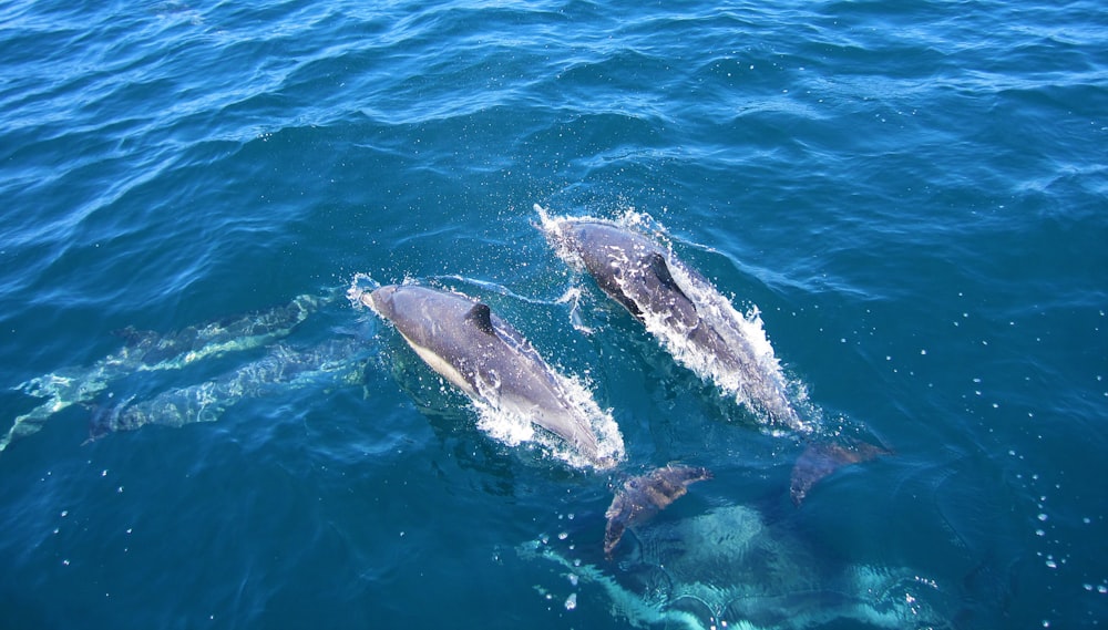 two dolphins swim above water