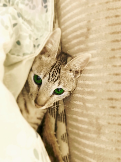 A curious tabby cat peering out from behind a cozy blanket on a couch