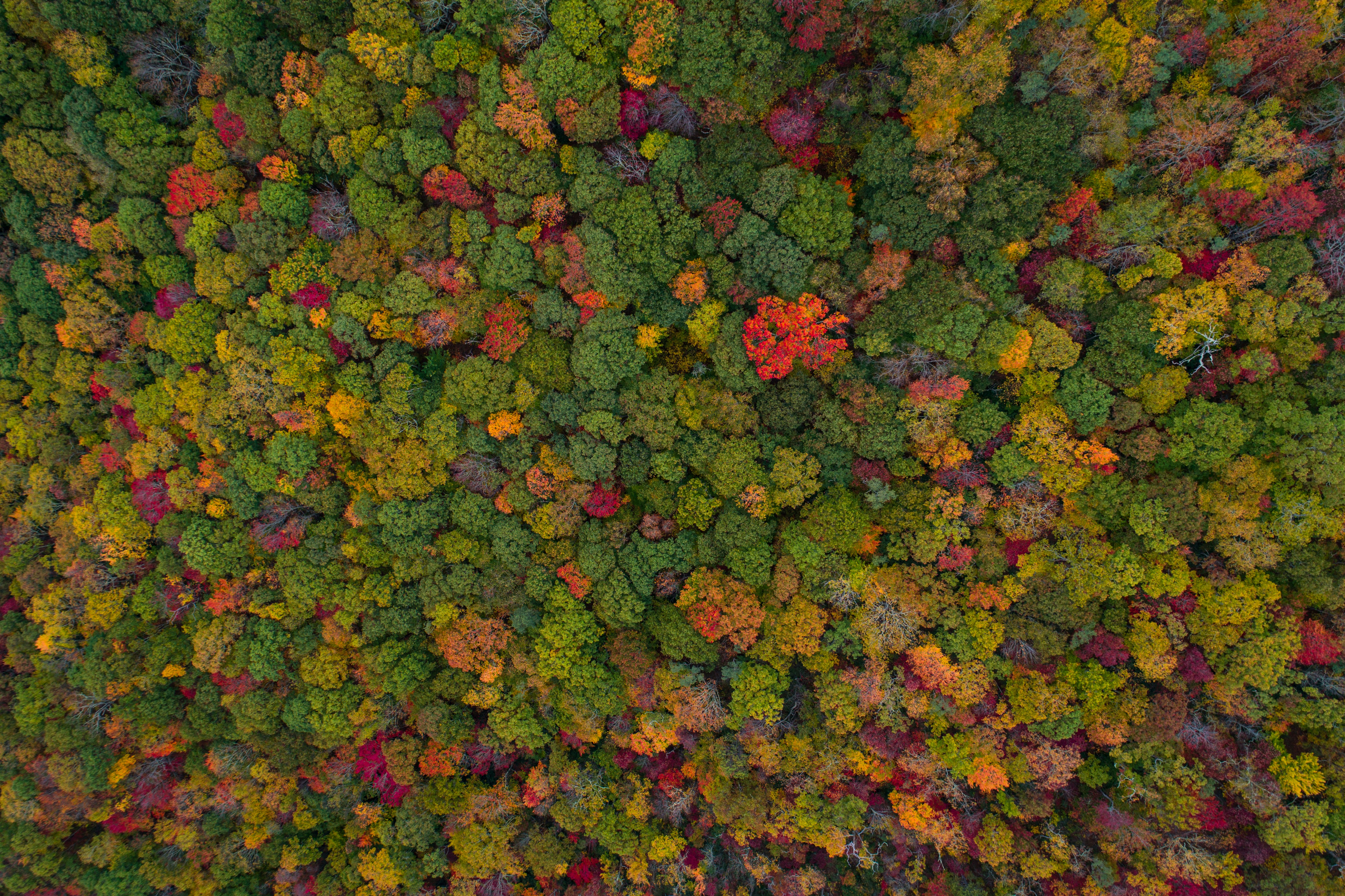 aerial view of green forest