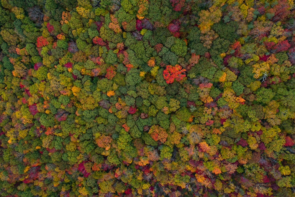 aerial view of green forest