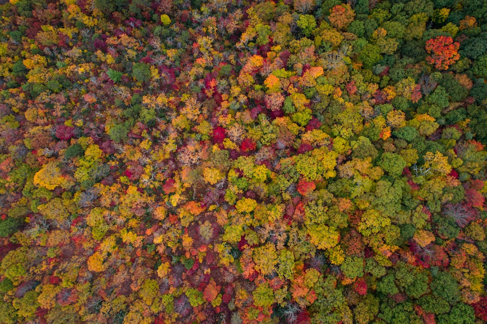 Forest in the fall