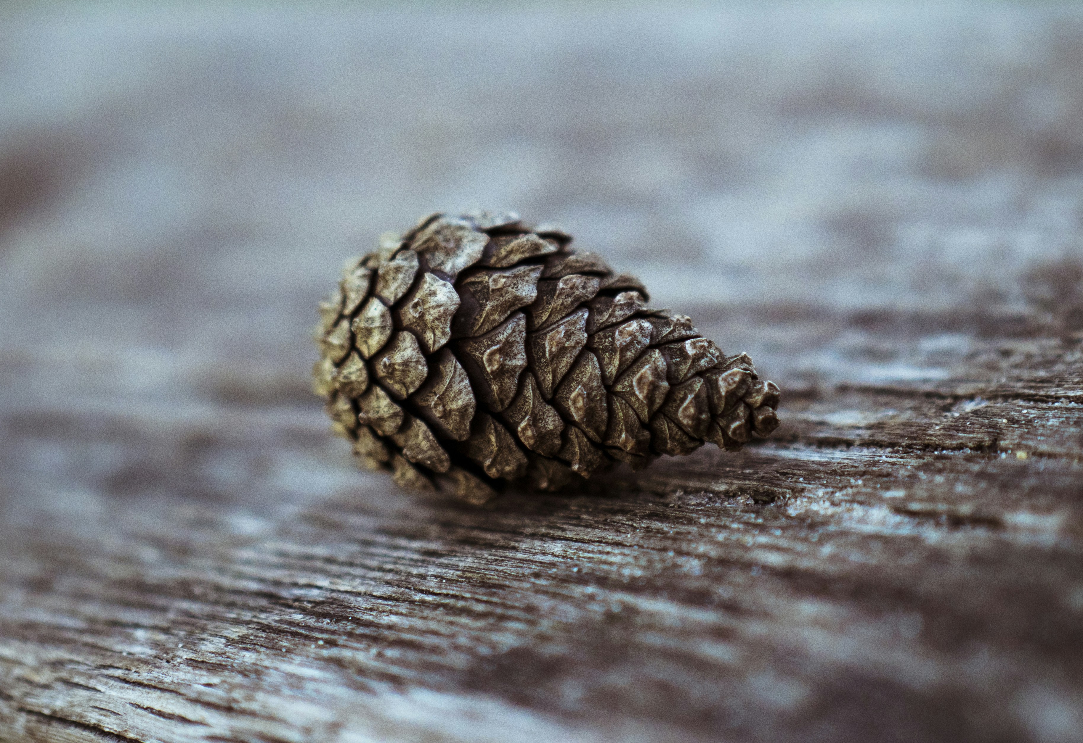 pinecone on top of brown surface pinecone teams background