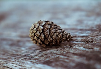 pinecone on top of brown surface pinecone zoom background