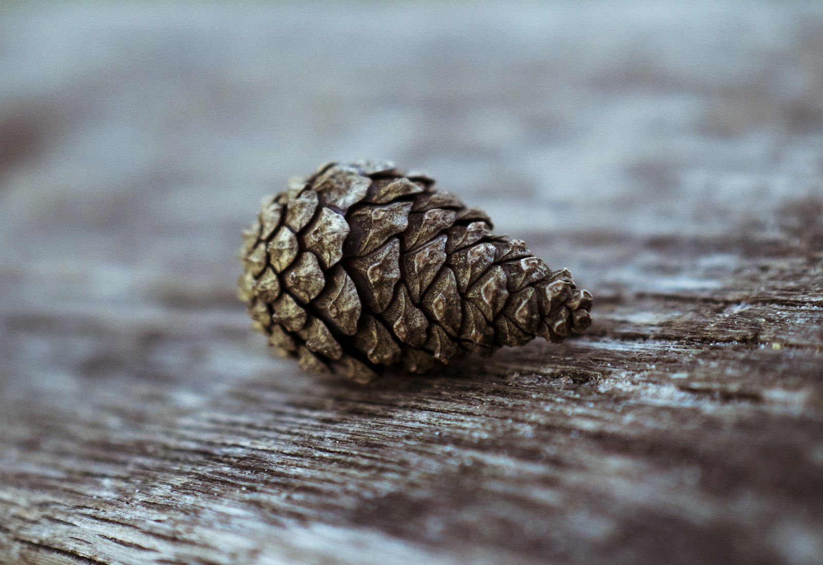 Panasonic Lumix DC-GH5 sample photo. Pinecone on top of photography