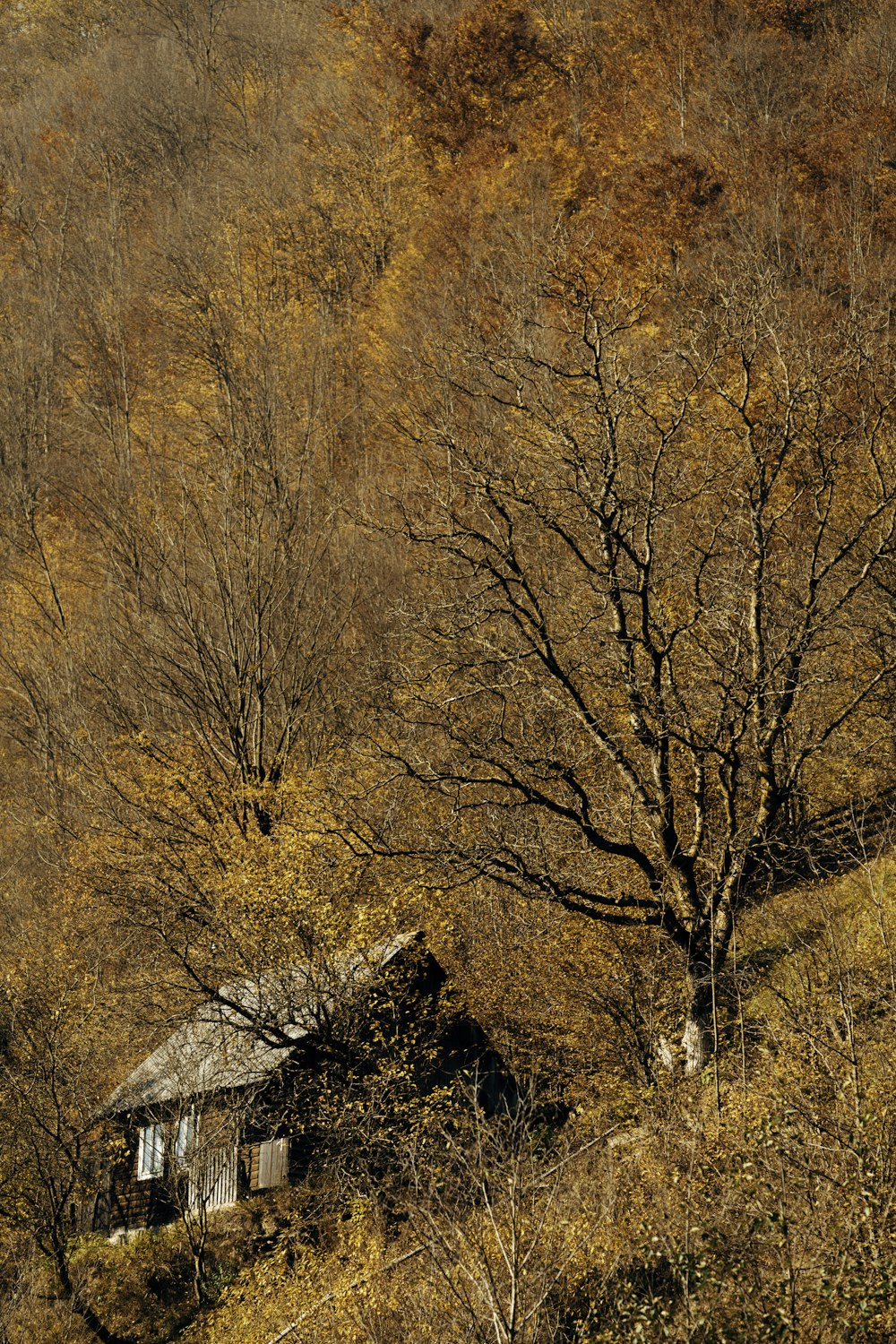 cabin near tall trees