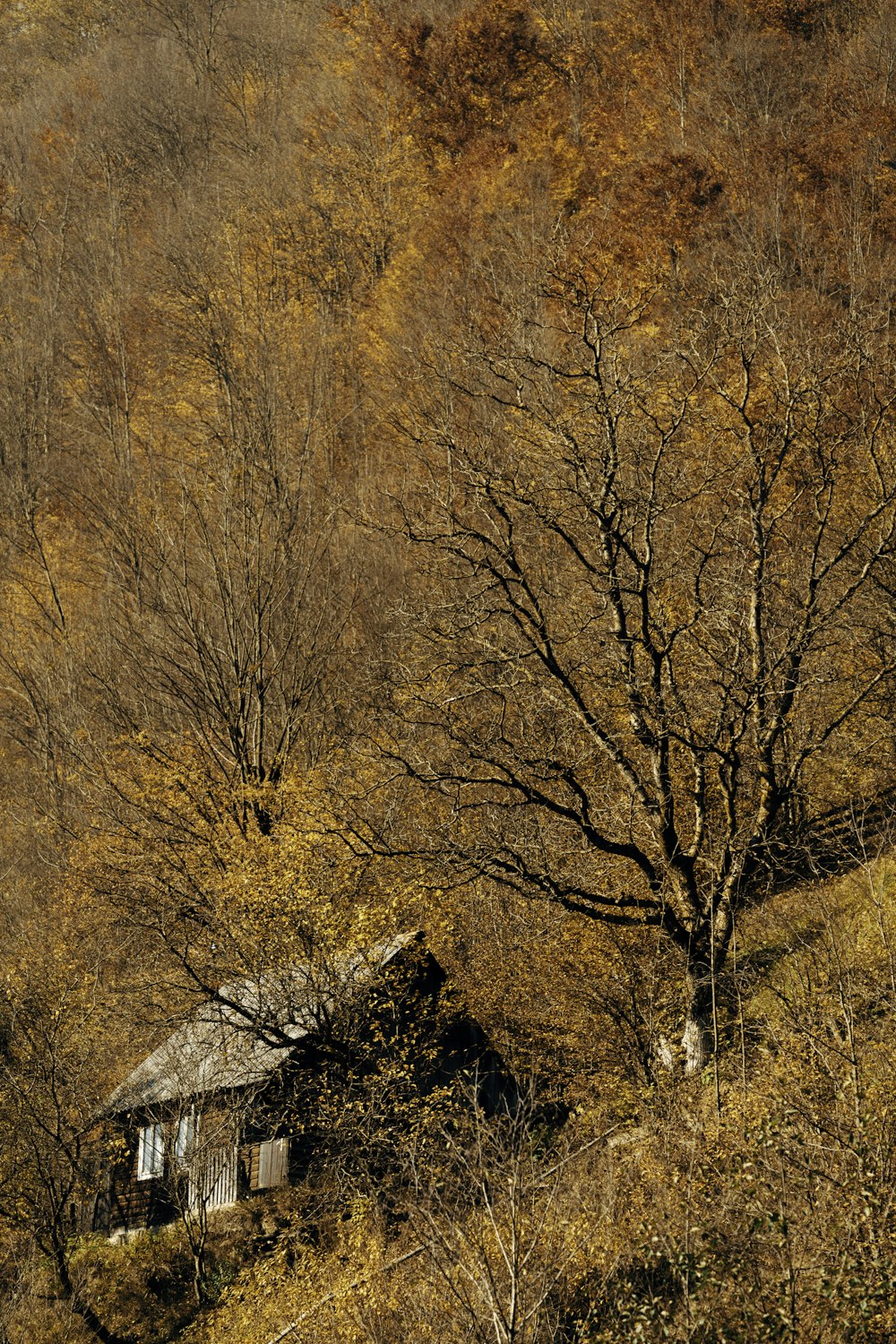 Hütte in der Nähe von hohen Bäumen