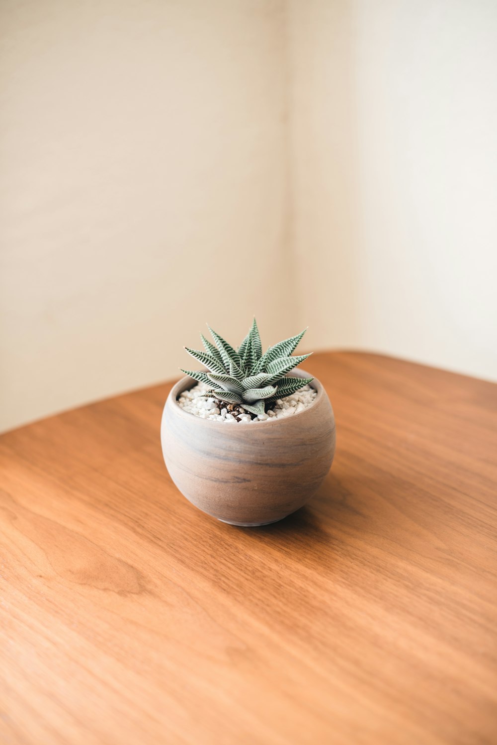 pianta verde in vaso all'interno della stanza