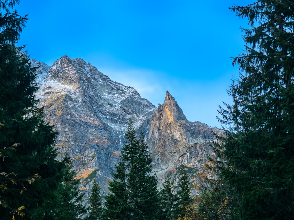 photo of mountain with trees in vicinity