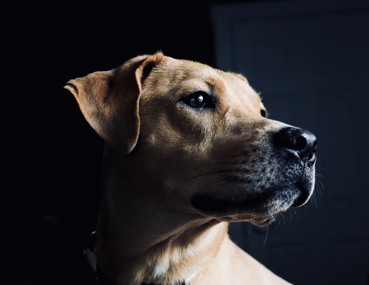 Close up of a dog's face showing signs of discomfort that may relate to gut health