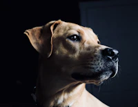 Author avatar