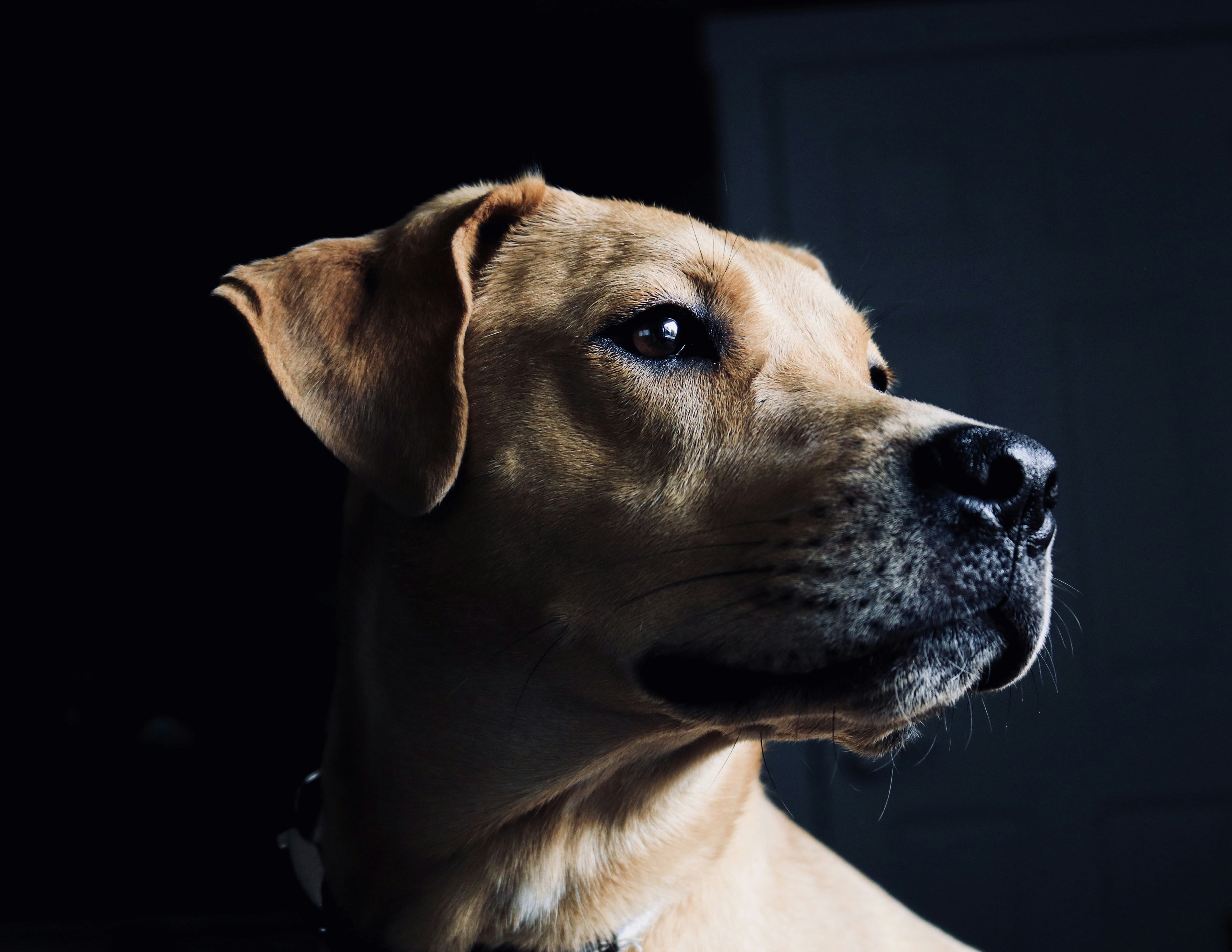 Physical Health Indicators Related to Ears