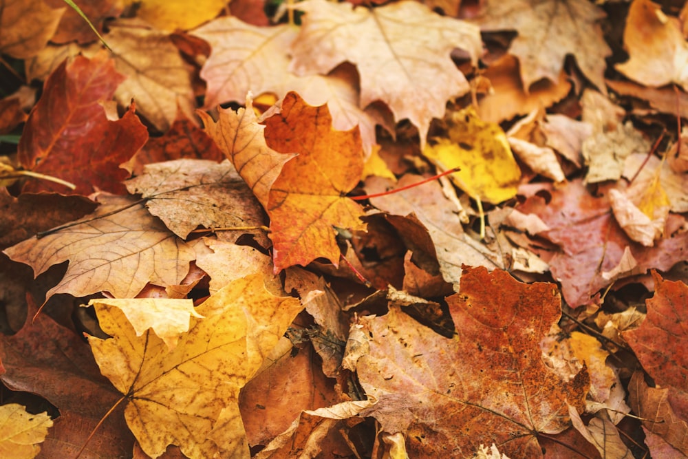 brown maple leaves