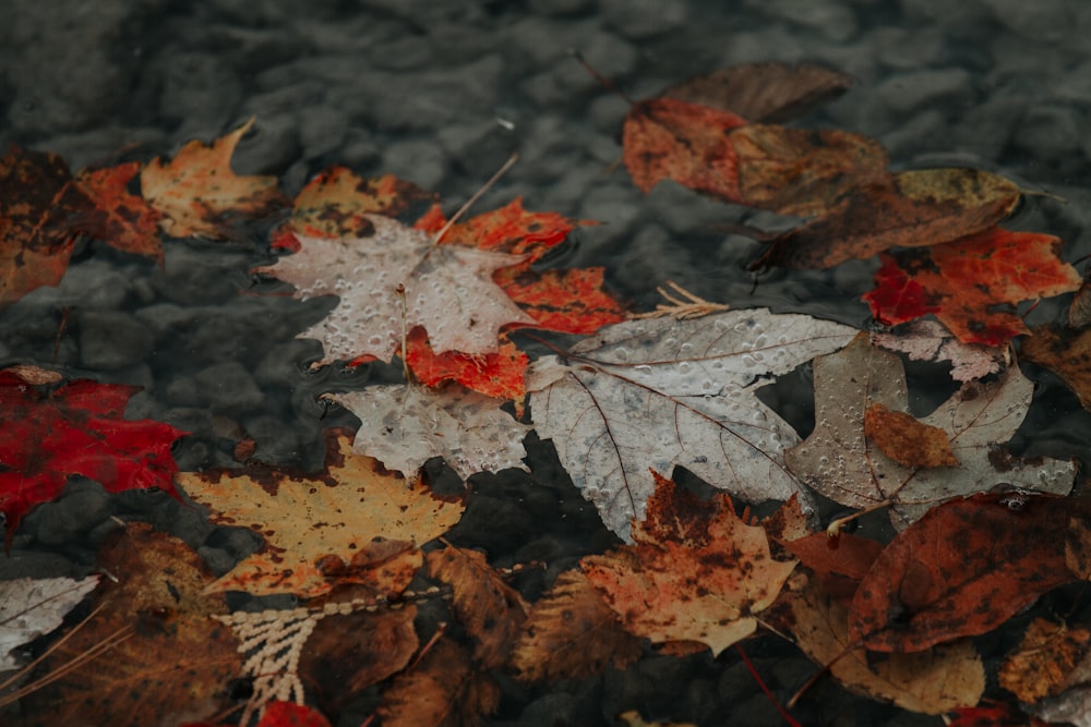 dried leaves on body of water