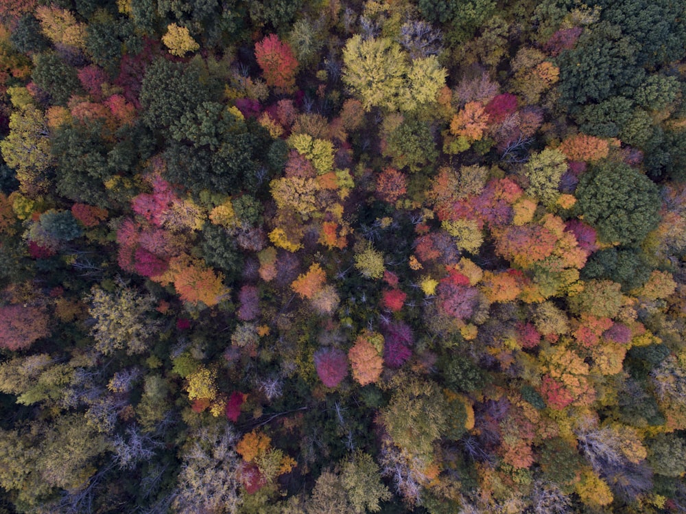 bird's eye view photo of green leafed trees