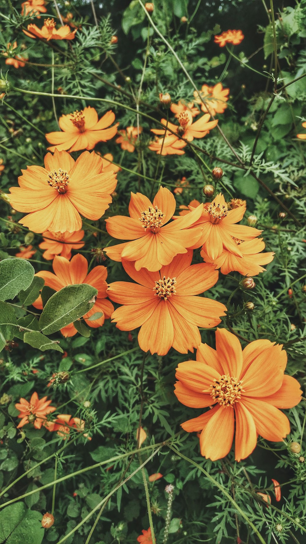満開のオレンジ色の花びらの花植物の写真