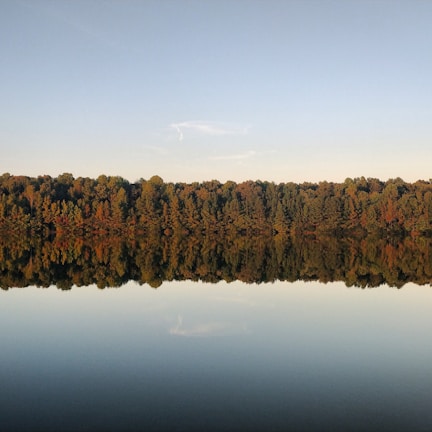 photo of trees and body of water during daytime
