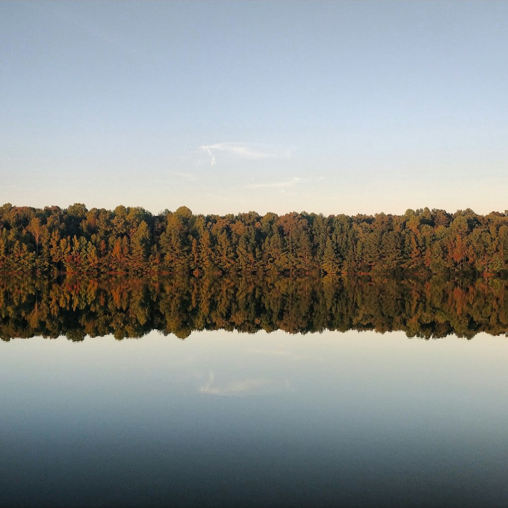 photo of trees and body of water during daytime