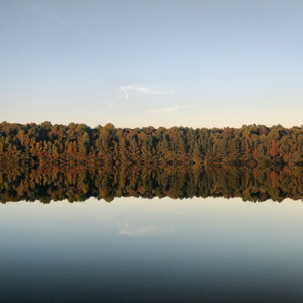 foto di alberi e specchio d'acqua durante il giorno