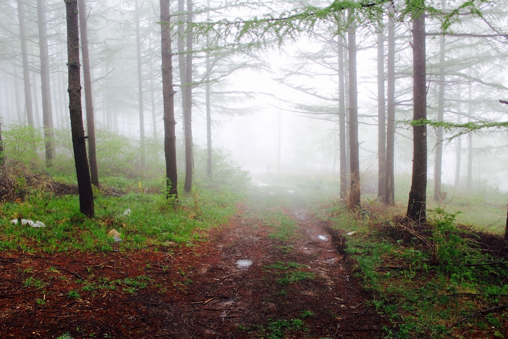 trees in foggy weather during daytime