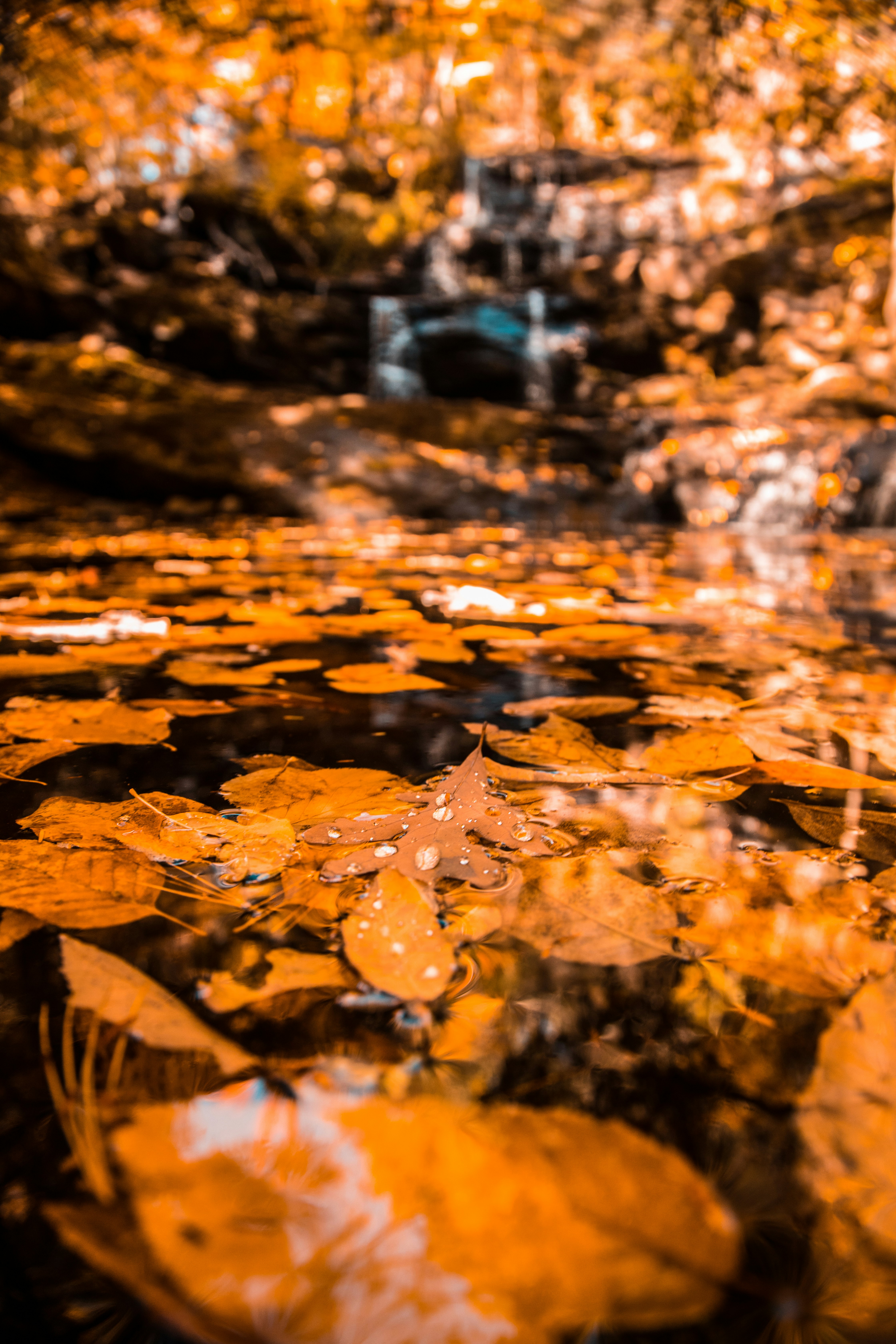 dried leaves on body of water