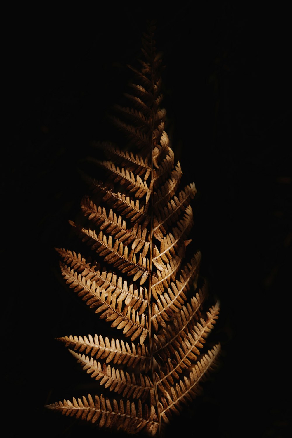 Foto de primer plano de árbol marrón