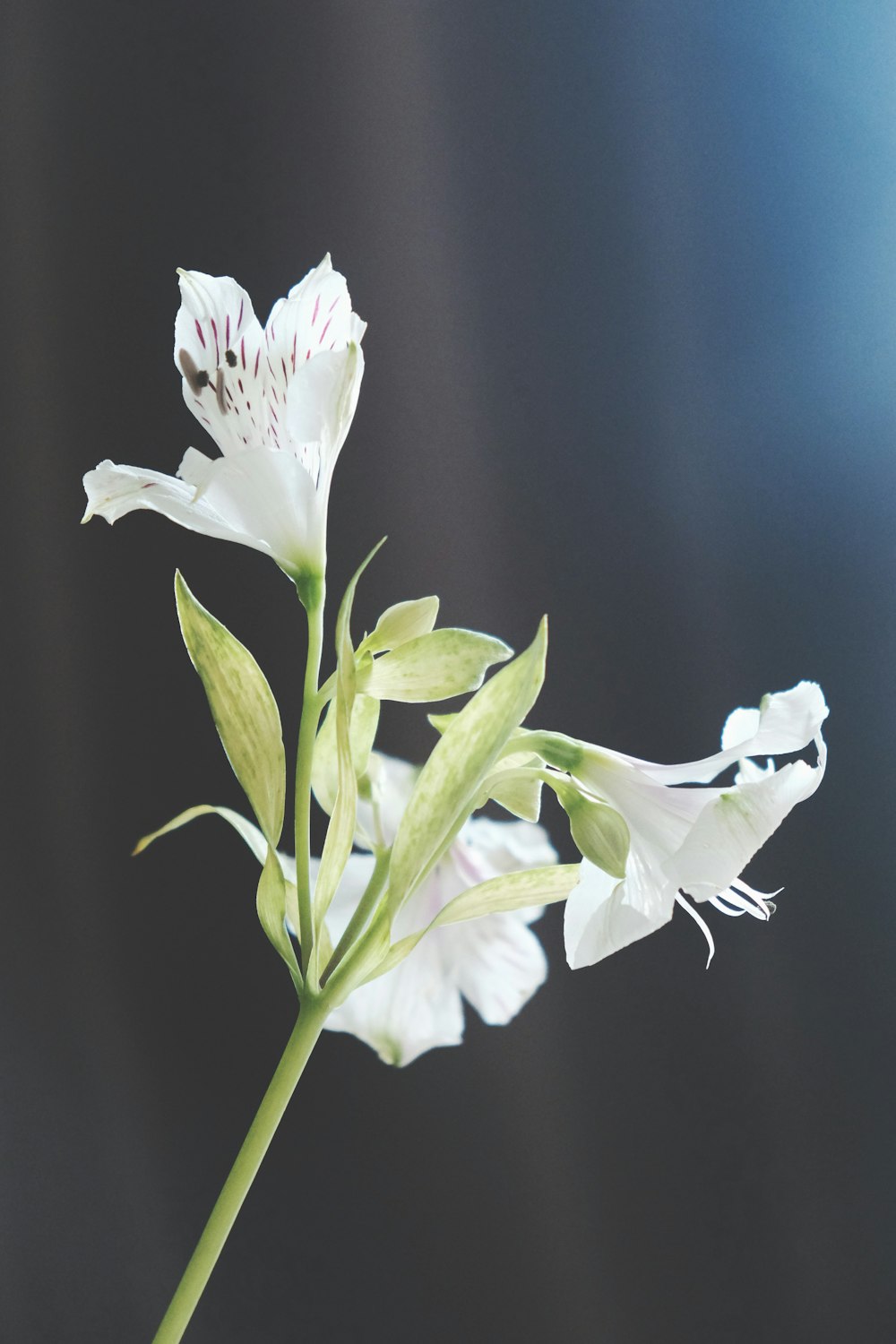 Flores blancas en macro plano