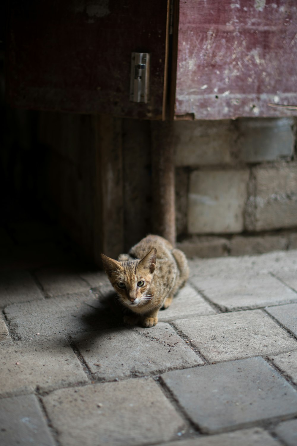 brown tabby cat