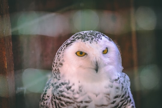 white and black owl in Bolton Castle United Kingdom