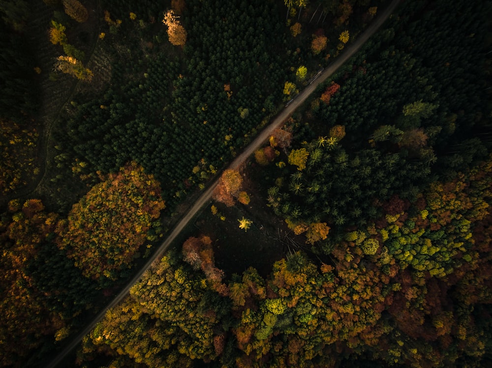 낮에 숲 속의 도로의 항공 사진