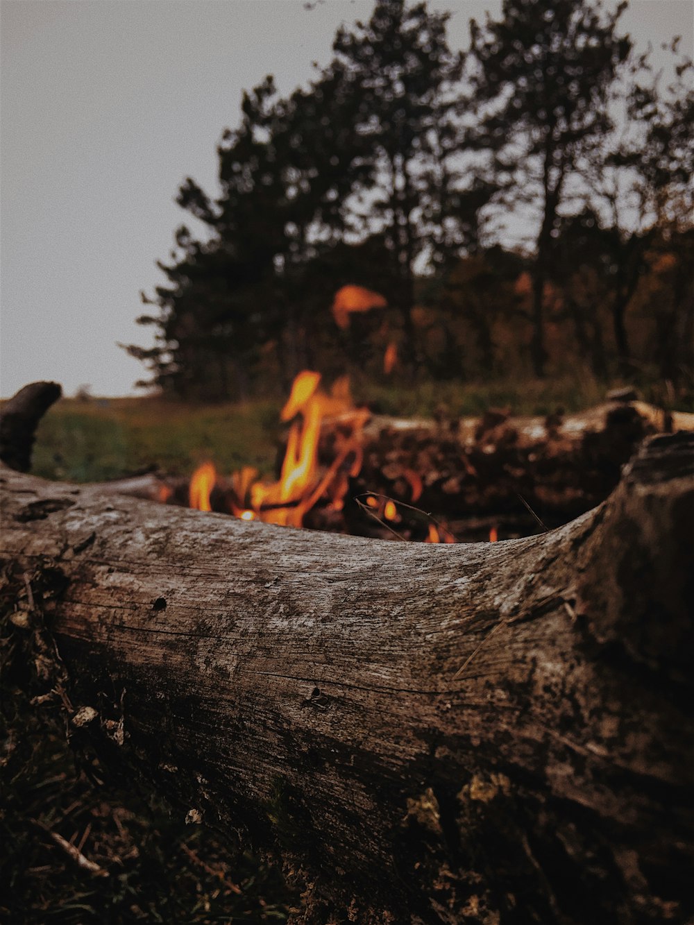 brown wooden log near bonfire