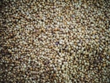 A close-up view of numerous round seeds densely packed together, displaying a variety of shades from light tan to darker brown, with a few hints of purplish hues. The texture appears rough and uneven, with each seed varying slightly in size and color.