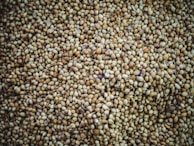 A close-up view of numerous round seeds densely packed together, displaying a variety of shades from light tan to darker brown, with a few hints of purplish hues. The texture appears rough and uneven, with each seed varying slightly in size and color.