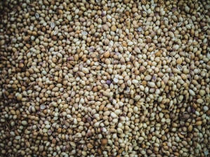 brown beans