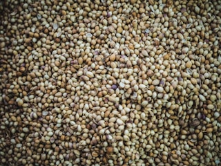 A close-up view of numerous round seeds densely packed together, displaying a variety of shades from light tan to darker brown, with a few hints of purplish hues. The texture appears rough and uneven, with each seed varying slightly in size and color.