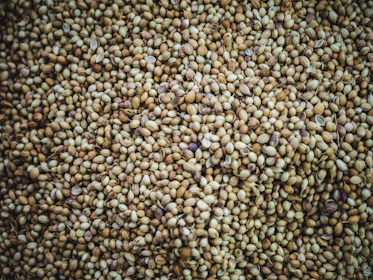 brown beans