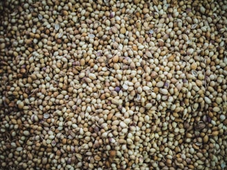 A close-up view of numerous round seeds densely packed together, displaying a variety of shades from light tan to darker brown, with a few hints of purplish hues. The texture appears rough and uneven, with each seed varying slightly in size and color.