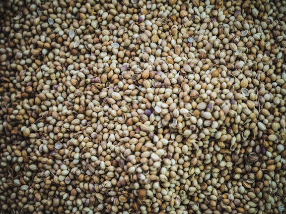 A close-up view of numerous round seeds densely packed together, displaying a variety of shades from light tan to darker brown, with a few hints of purplish hues. The texture appears rough and uneven, with each seed varying slightly in size and color.