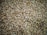 A close-up view of numerous round seeds densely packed together, displaying a variety of shades from light tan to darker brown, with a few hints of purplish hues. The texture appears rough and uneven, with each seed varying slightly in size and color.