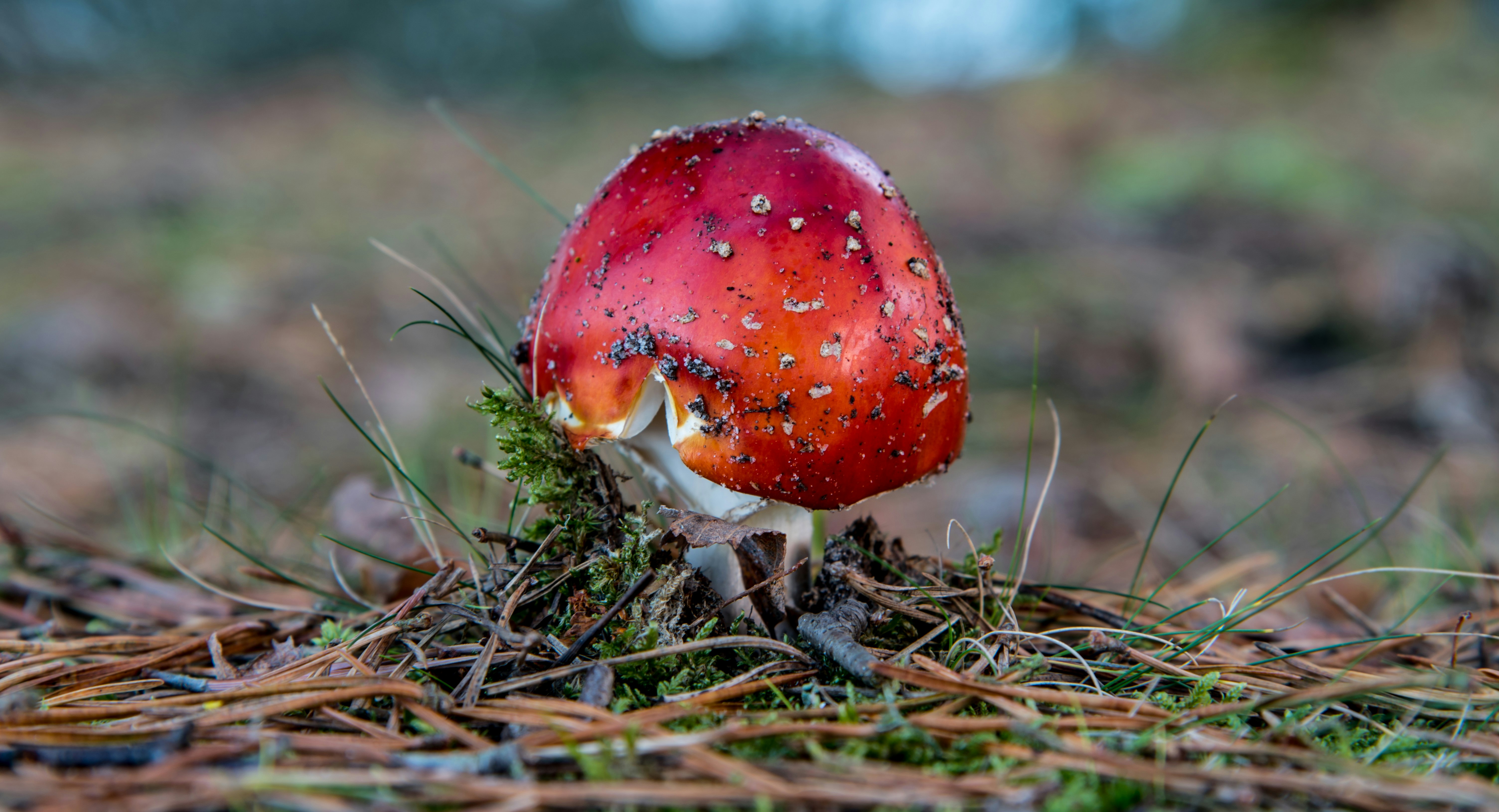 shallow focus photo of red mushroom