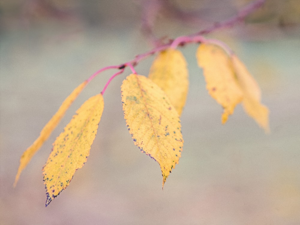 macro photography of brown elaves