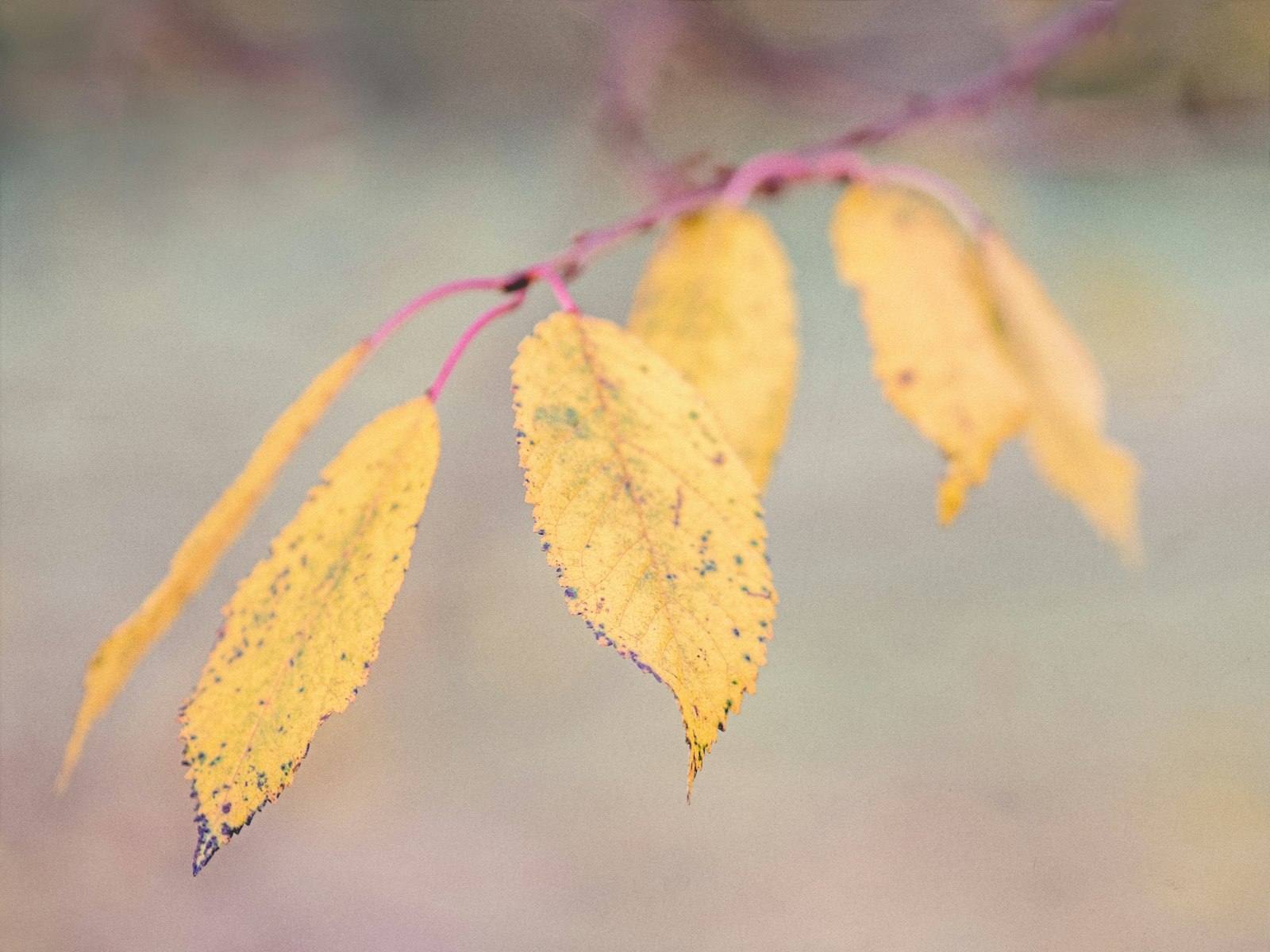 Olympus OM-D E-M1 + Olympus M.Zuiko Digital ED 75mm F1.8 sample photo. Macro photography of brown photography