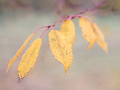 macro photography of brown elaves muted google meet background