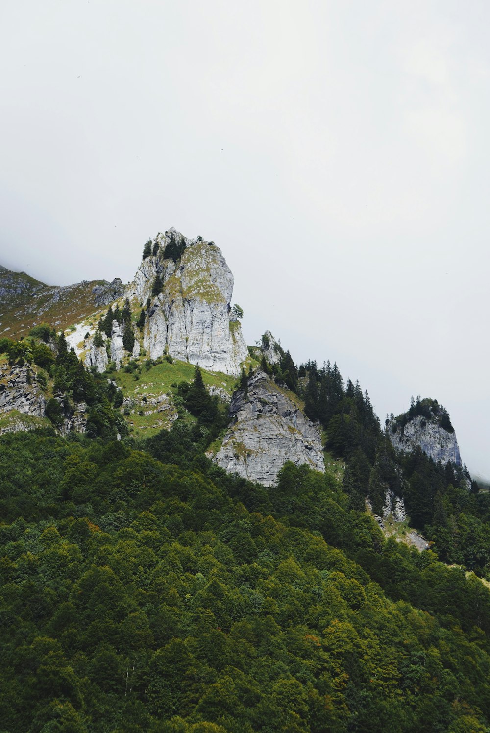 Forêt en montagne