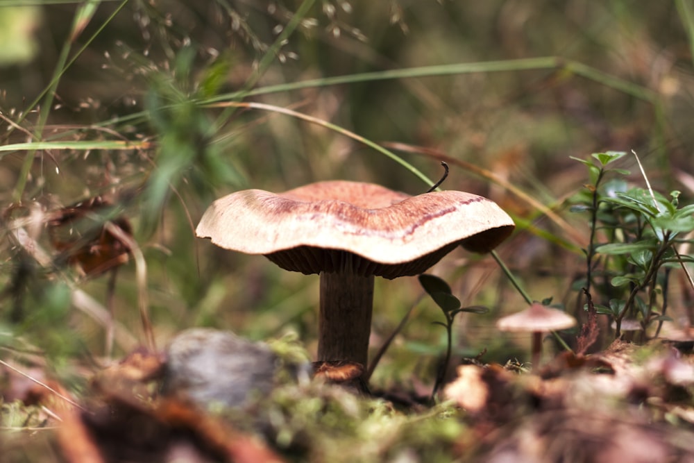 Photographie sélective de champignon brun