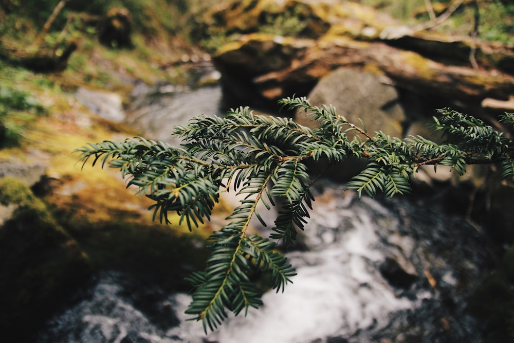 selective focus photography of leaves over river