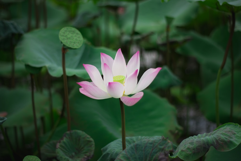 Foto de enfoque superficial de flor de pétalos rosados y blancos