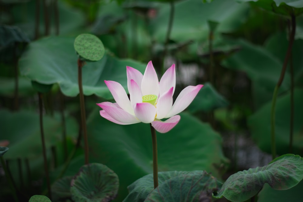 shallow focus photo of pink-and-white petaled flower