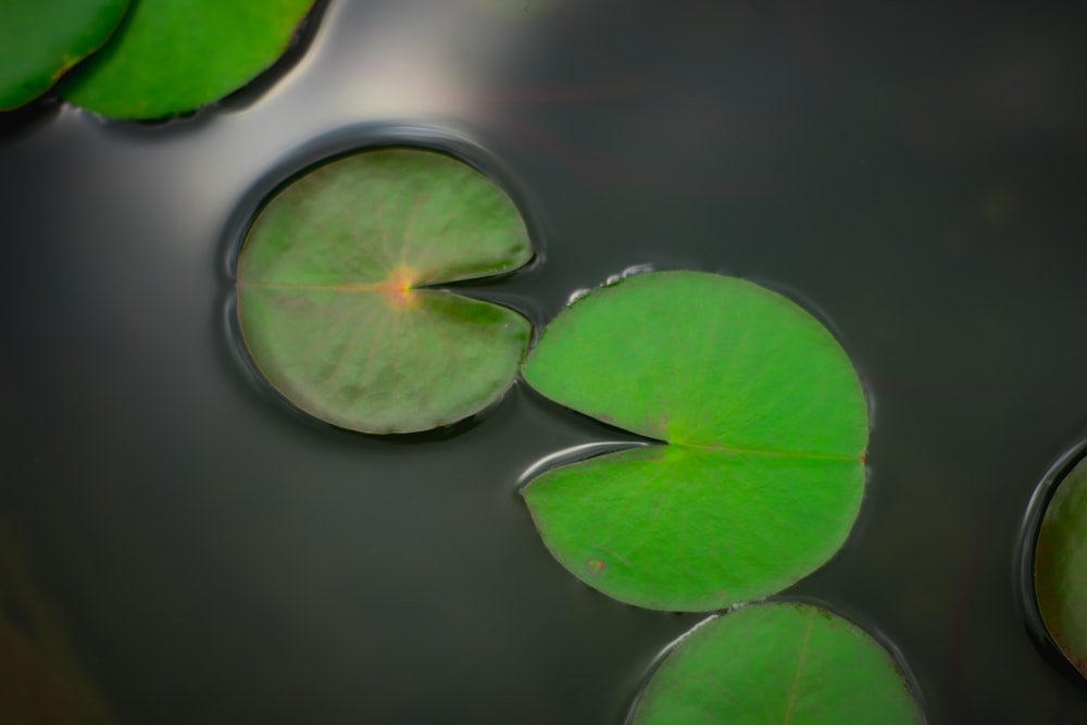 green leaves in pond