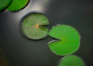 green leaves in pond