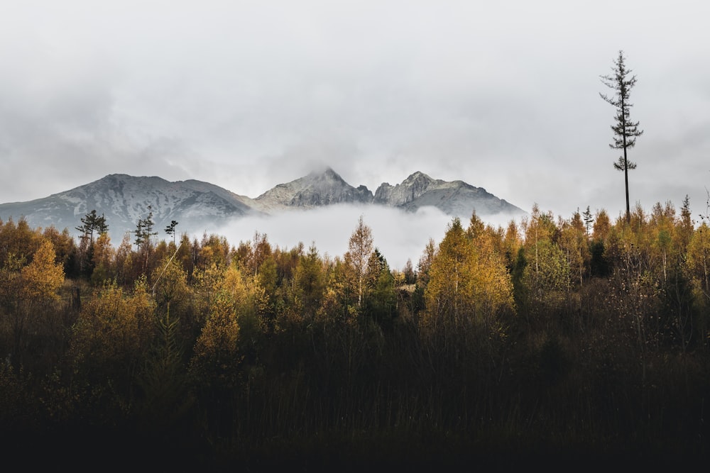 foto da paisagem da floresta